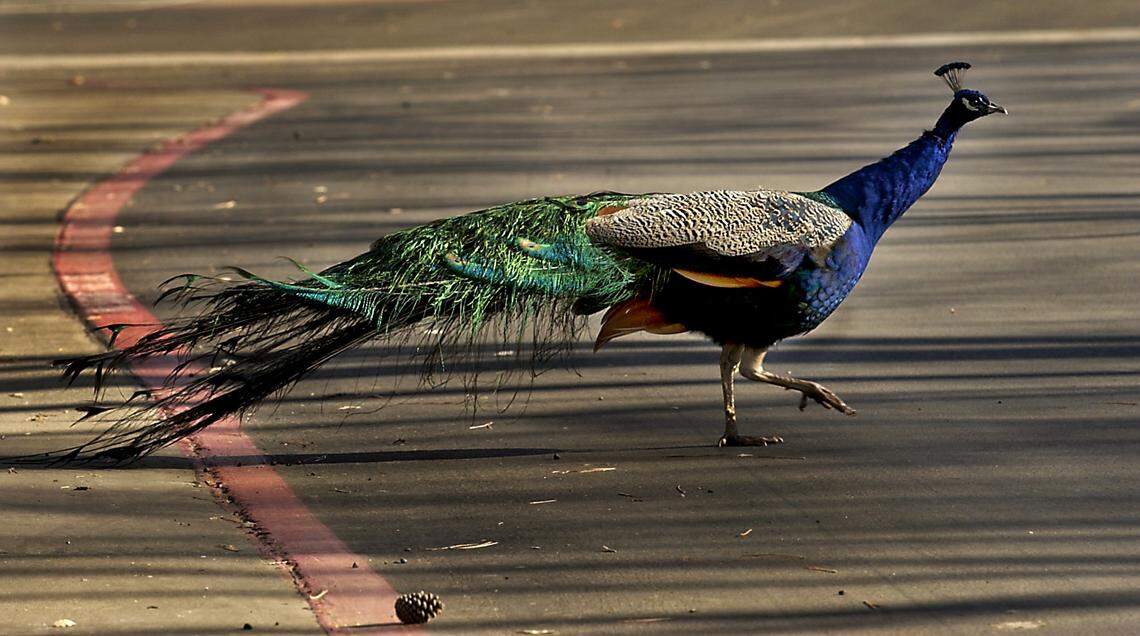A peacock struts across the street at the Auburn Creek Apartment complex in Lincoln in 2003.